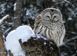 Barred owl Photo: Jen Adams