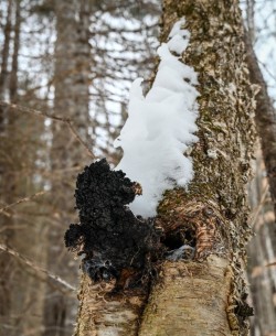 Chaga Photo: Sandy Miklas Dannis