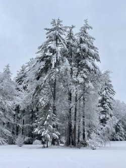 Snow pines Photo: Lee Ferrande