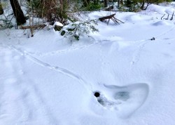 Otter ice Photo: Karinne Heise