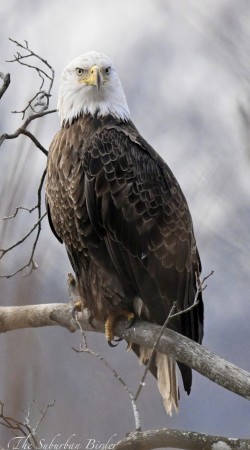 Bald eagle Photo: Eric Mitchell, The Suburban Birder