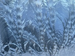 Ice crystals Photo: Ann Pearce