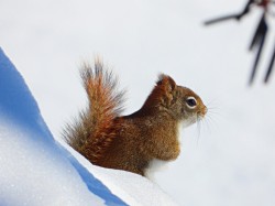 Red squirrel Photo: Richard Philben