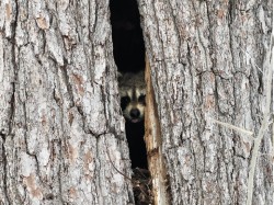 Raccoon Photo: Carol Roede