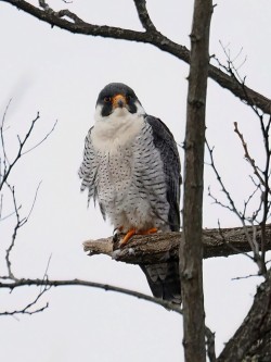 Peregrine falcon Photo: Charlie Schwarz