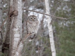 Barred owl Photo: Jennifer Smith-Mayo