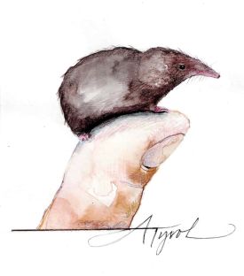 Masked shrew thumbnail