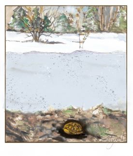Overwintering turtles thumbnail
