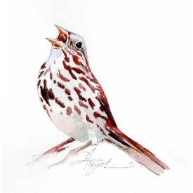 Song sparrow thumbnail