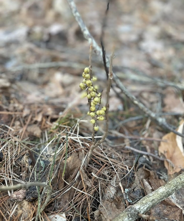 wit-mystery-fruit.jpg Image